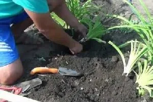 plantare Montbretsiya și de îngrijire în câmp deschis, secretele de cultivare, reguli de propagare, lupta împotriva