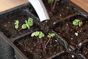 plantare Montbretsiya și de îngrijire în câmp deschis, secretele de cultivare, reguli de propagare, lupta împotriva