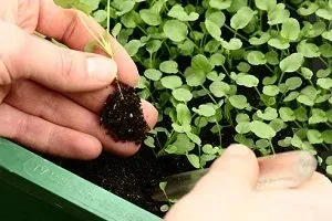 plantare Montbretsiya și de îngrijire în câmp deschis, secretele de cultivare, reguli de propagare, lupta împotriva
