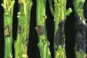 plantare Montbretsiya și de îngrijire în câmp deschis, secretele de cultivare, reguli de propagare, lupta împotriva