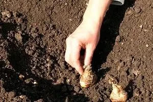 plantare Montbretsiya și de îngrijire în câmp deschis, secretele de cultivare, reguli de propagare, lupta împotriva