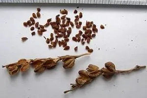 plantare Montbretsiya și de îngrijire în câmp deschis, secretele de cultivare, reguli de propagare, lupta împotriva