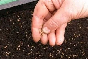 plantare Montbretsiya și de îngrijire în câmp deschis, secretele de cultivare, reguli de propagare, lupta împotriva