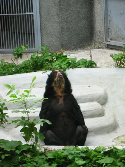 Moscova Zoo fotografie, adresă, metrou, prețurile biletelor, orele de deschidere, cum se ajunge la Moscova