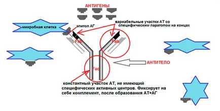 anticorpi monoclonali