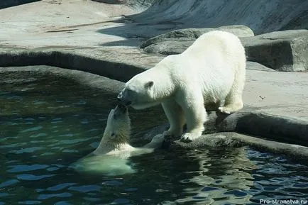 Moscova Zoo pe baricadele din Moscova