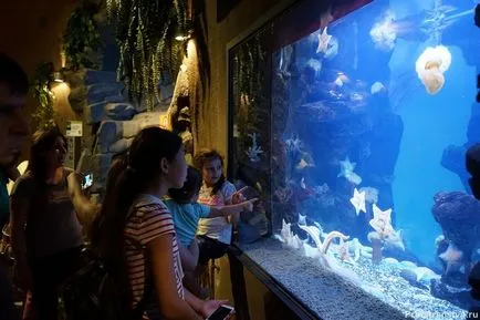 Moscova Zoo pe baricadele din Moscova