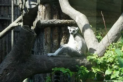 Moscova Zoo pe baricadele din Moscova