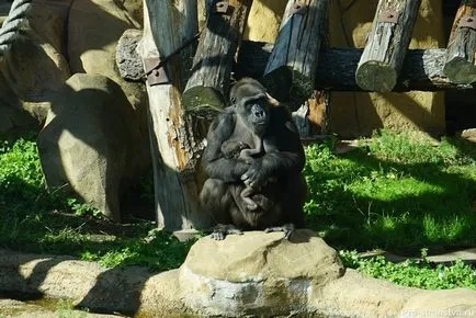 Moscova Zoo pe baricadele din Moscova