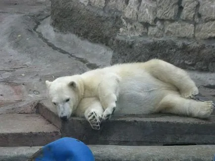 Moscova Zoo fotografie, adresă, metrou, prețurile biletelor, orele de deschidere, cum se ajunge la Moscova