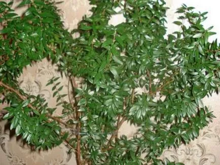 flori Myrtle pentru îngrijirea la domiciliu, mirt foto, în special îngrijirea pateu