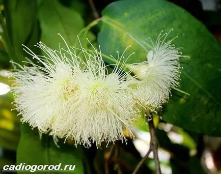 floare de mirt