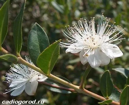 floare de mirt