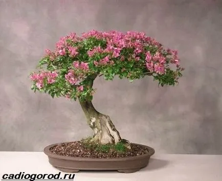 floare de mirt