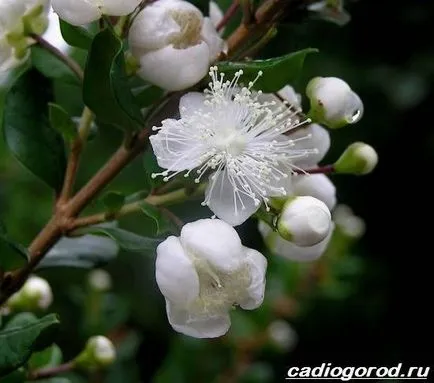 floare de mirt