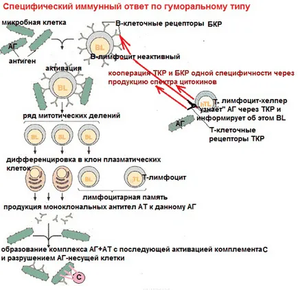 anticorpi monoclonali