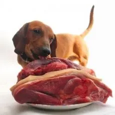 Dog's-carne