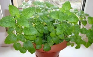 Mint - tot mai mare de semințe Sfaturi și trucuri gradinarilor (grădinari) Menta - cultivarea de semințe în sfaturi grădinărit și trucuri