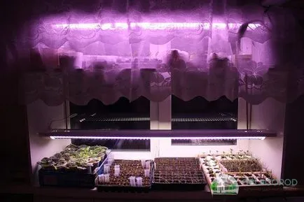 Mint - cultivarea de semințe la domiciliu (mentă) Menta - în creștere de la semințe de la domiciliu