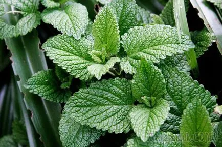 Mint - cultivarea de semințe la domiciliu (mentă) Menta - în creștere de la semințe de la domiciliu