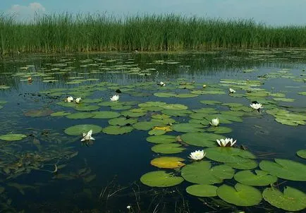Ce capturare caras - pescuit float undiță, momeală și momeală