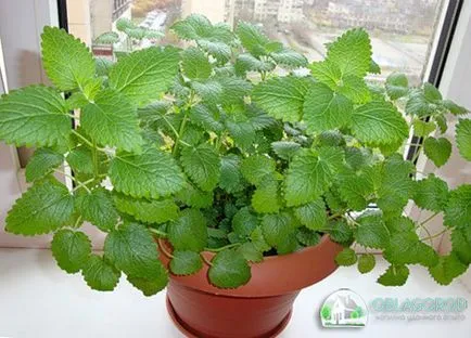 Mint - cultivarea de home-semințe (cultivare) Menta - în creștere de la semințe de la domiciliu