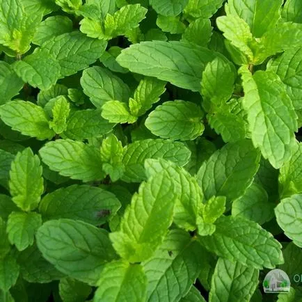 Mint - cultivarea de home-semințe (cultivare) Menta - în creștere de la semințe de la domiciliu
