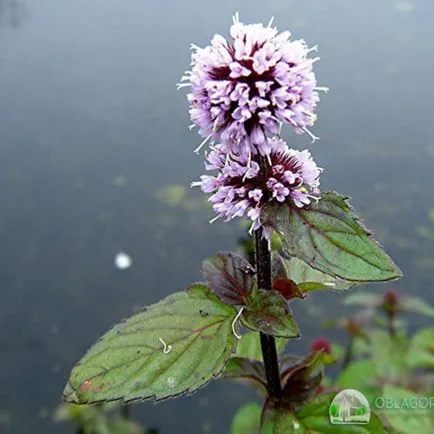 Mint - cultivarea de home-semințe (cultivare) Menta - în creștere de la semințe de la domiciliu