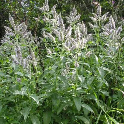 Mint - cultivarea de home-semințe (cultivare) Menta - în creștere de la semințe de la domiciliu