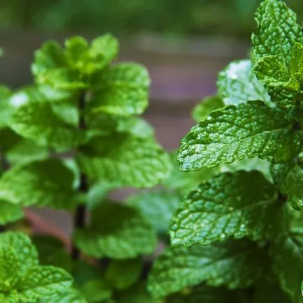 Mint - tot mai mare de semințe la domiciliu (acasă) Menta - în creștere de la semințe de la domiciliu