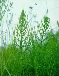 chimia naturală