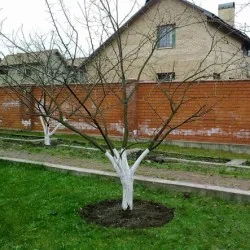 Tunderea mere toamna și circuitul de primăvară (măr) Tunderea pomilor de măr în schema de toamnă și de primăvară