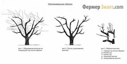 elagajului măr în primăvara, toamna și vara ca tăietura este corect (meri Tunderea schema de primăvară toamnă) elagajului măr în primăvara, toamna și vara ca recolta în mod corespunzător