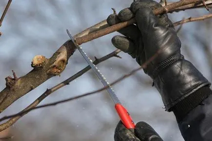 Tunderea mere toamna și circuitul de primăvară (măr) Tunderea pomilor de măr în schema de toamnă și de primăvară