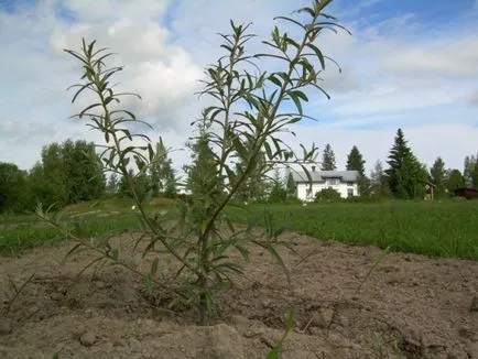 plantarea Crusin și îngrijire, drept cultură atunci când plantate în primăvara sau toamna
