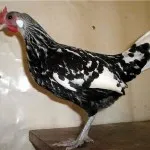 Privire de ansamblu rasa de pui yurlov crower descriere, conținutul și fotografii