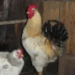 Privire de ansamblu rasa de pui yurlov crower descriere, conținutul și fotografii