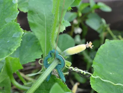 Castravete - în creștere, îngrijire, fertilizare, soiuri de castravete pentru teren deschis (grad) Castravete - în creștere, îngrijire, fertilizare, soiuri de castravete în aer liber