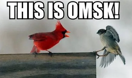 Omsk Crow, câine Netlore sfat, heiko müller, doom aripi, vingedum, Omsk, Omsk Crow, Omsk