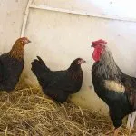 Descriere yurlov pui crower rasa cu fotografii ale reprezentanților săi