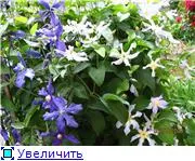 Suport pentru Clematis și Clematis - cabana înflorește