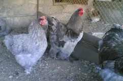 Descriere pui de Cochin China rasa, caracteristicile lor, de întreținere, de îngrijire și de reproducere (fotografii)