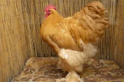 Descriere pui de Cochin China rasa, caracteristicile lor, de întreținere, de îngrijire și de reproducere (fotografii)