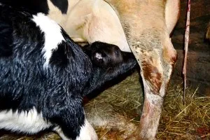 Fatare simptome vaci, de formare, adoptarea vițel (de formare) Fatare simptome vaci, de formare, decizie-vițel