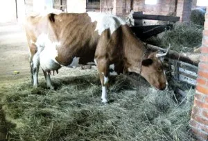 Fatare simptome vaci, de formare, adoptarea vițel (simptome) Fatare simptome vaci, de formare, decizie-vițel