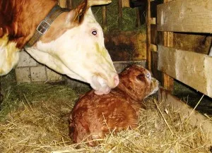 Fatare simptome vaci, de formare, adoptarea vițel (de formare) Fatare simptome vaci, de formare, decizie-vițel