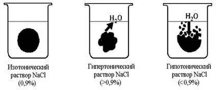 tensiunii arteriale osmotică (osmotic) Presiunea osmotică a sângelui