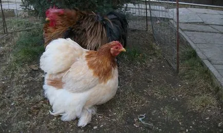 Descriere pui de Cochin China rasa, caracteristicile lor, de întreținere, de îngrijire și de reproducere (fotografii)