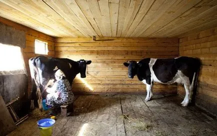 Vaca de reproducție în casă
