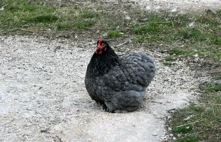 Descriere pui de Cochin China rasa, caracteristicile lor, de întreținere, de îngrijire și de reproducere (fotografii)